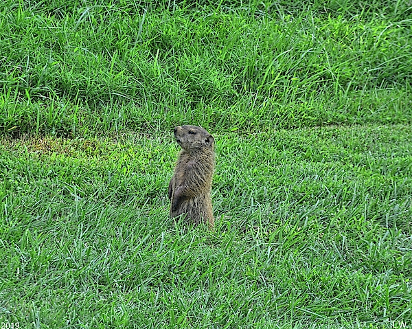 Ground Hog by Lisa Wooten Ground Hog by Lisa Wooten