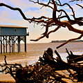 Little Blue Hunting Island State Park Beaufort SC