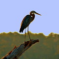 Sitting High On The Log