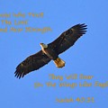 Soar On The Wings Like Eagles Isaiah 40 31 